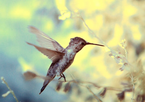 (c) Fortherock - Hummingbird Infared