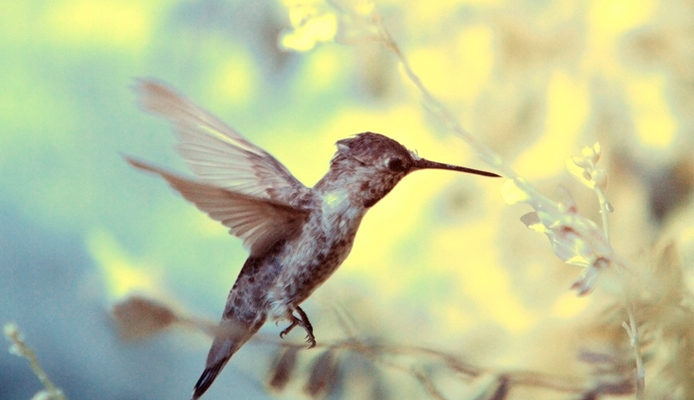 (c) Fortherock - Hummingbird Infared